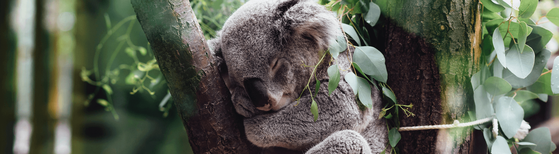 Artículo Koala CRM